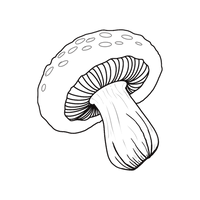 +96% de mycoses éliminées